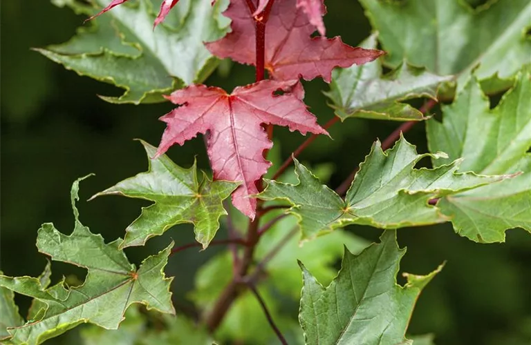 Acer platanoides 'Crimson Sentry'