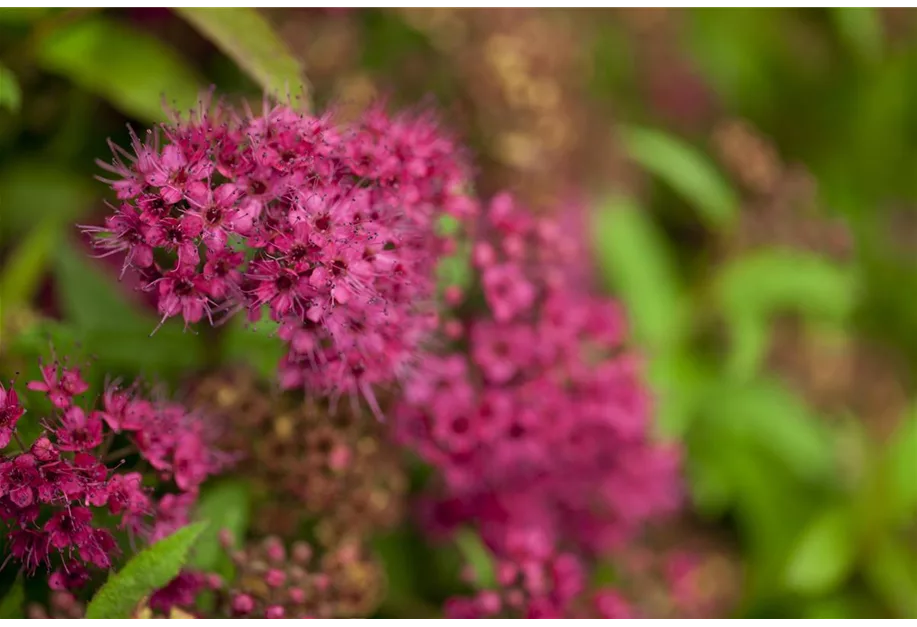 Sommerspiere 'Dart's Red'