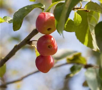 Malus 'Red Sentinel'