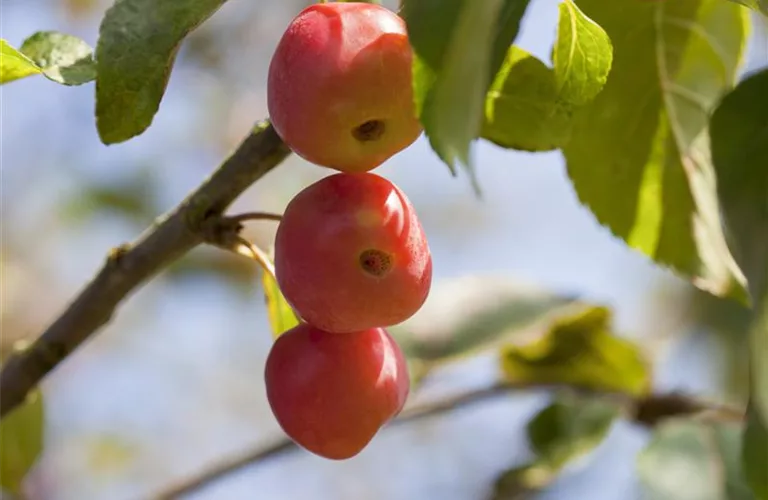 Malus 'Red Sentinel'