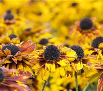 Rudbeckia fulgida 'Little Gold Star' -R-