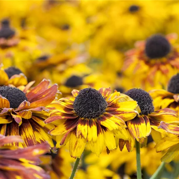 Rudbeckia fulgida 'Little Gold Star' -R-