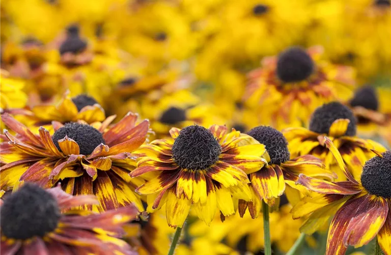 Rudbeckia fulgida 'Little Gold Star' -R-