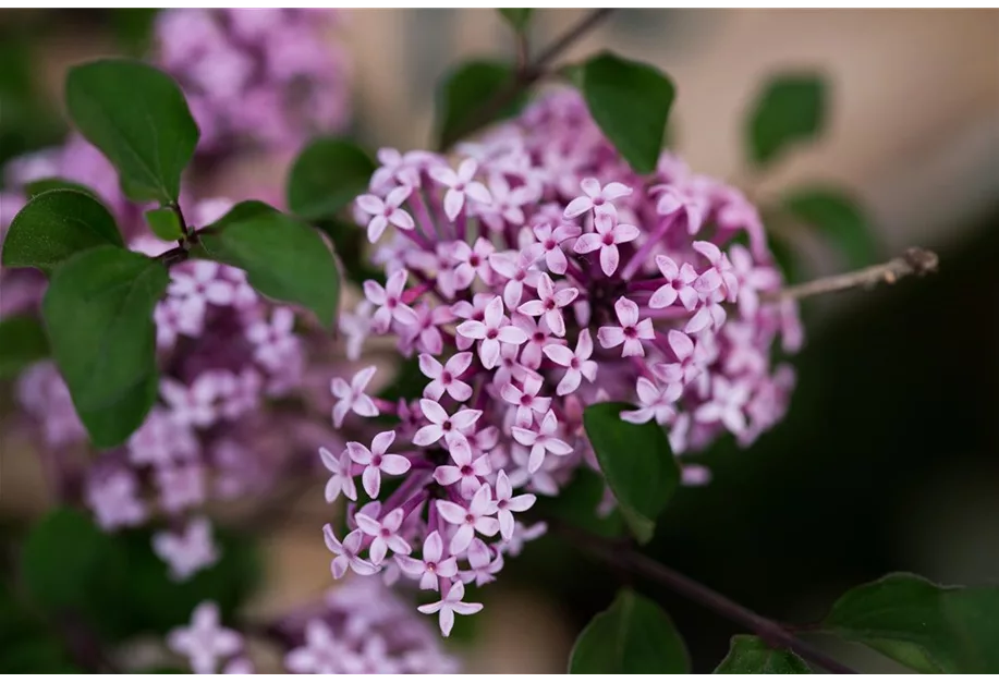 Meyer's Flieder 'Josee'