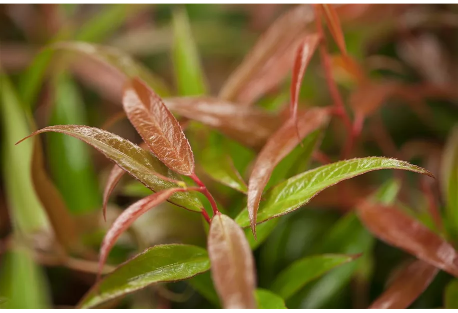 Lavendelheide 'Red Lips'