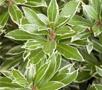 Pieris japonica 'Little Heath'