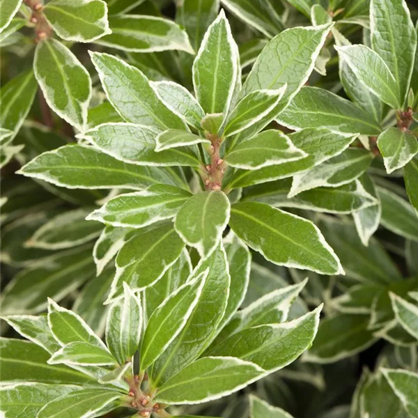 Pieris japonica 'Little Heath'