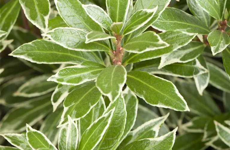 Pieris japonica 'Little Heath'