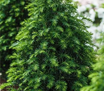 Taxus baccata 'Höpken's Gigant'