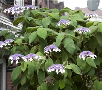 Hydrangea aspera 'Macrophylla'