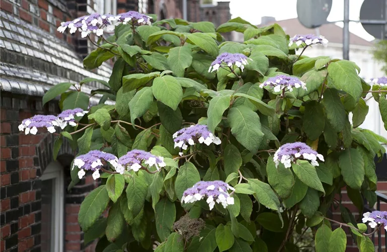 Hydrangea aspera 'Macrophylla'