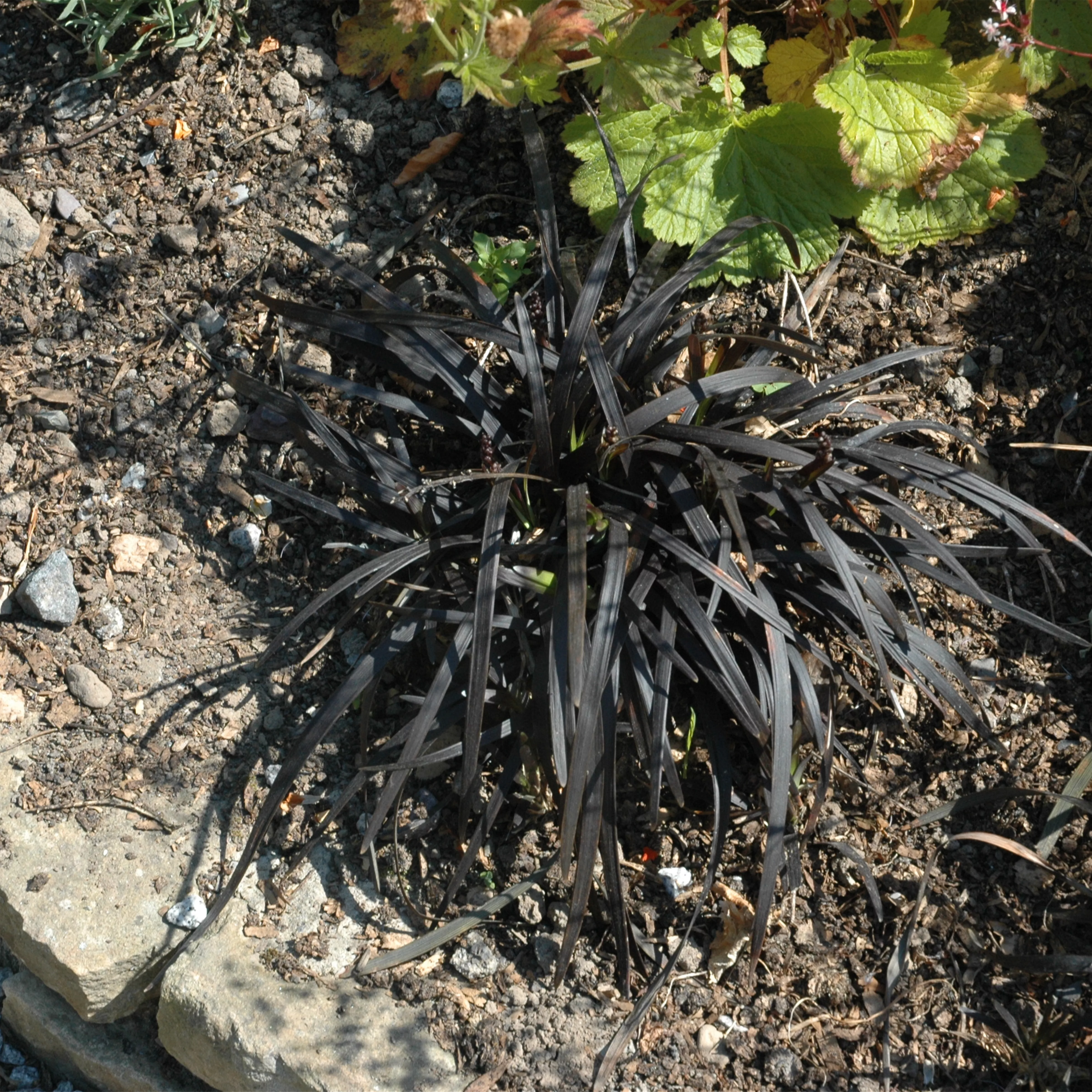 Ophiopogon planiscapus 'Niger'