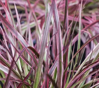 Pennisetum setaceum 'Fireworks'