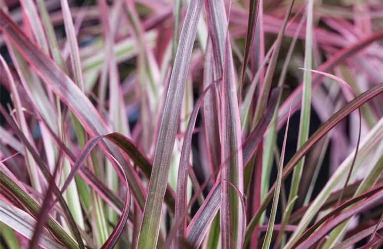 Pennisetum setaceum 'Fireworks'