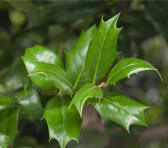 Ilex 'Nellie R.Stevens'