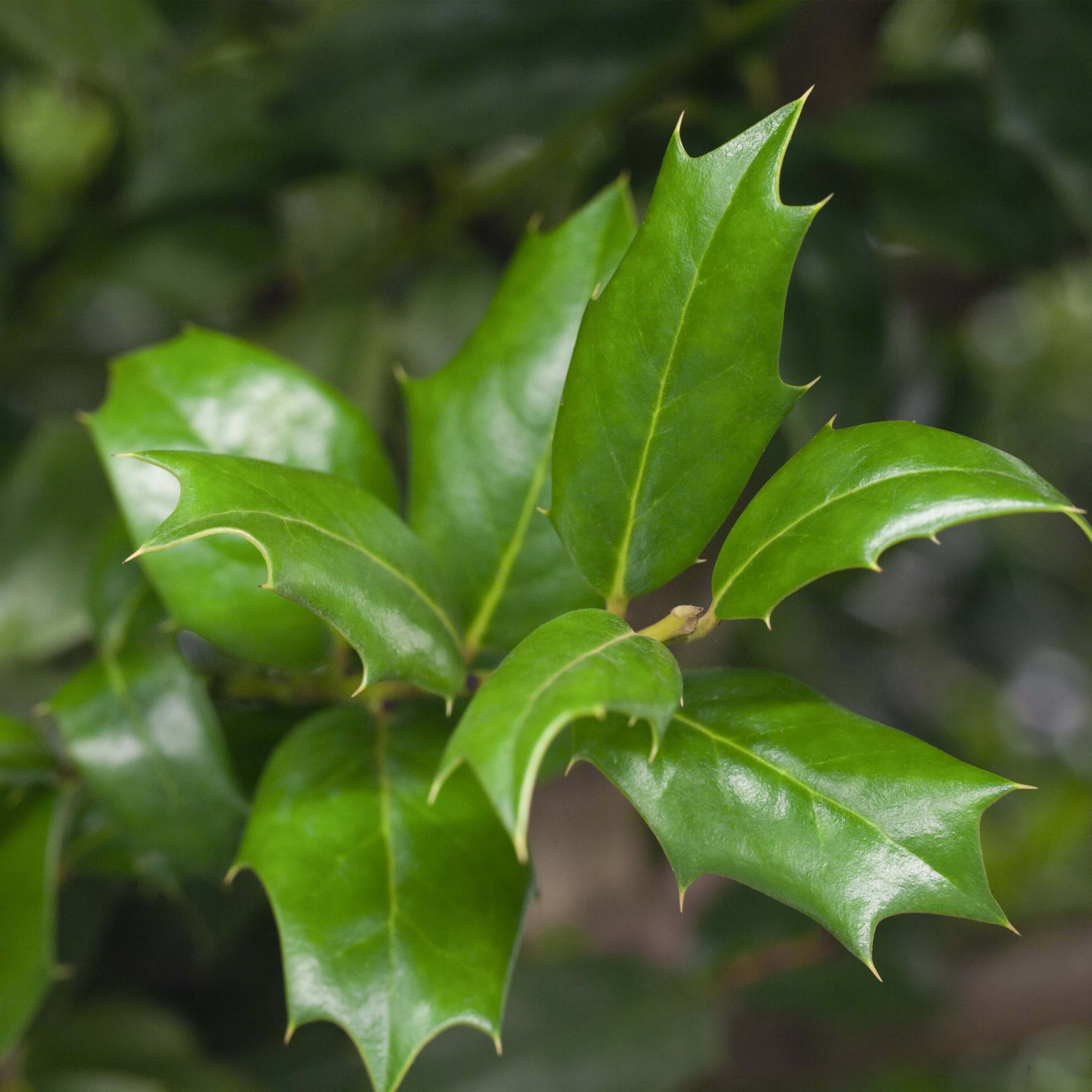 Ilex 'Nellie R.Stevens'