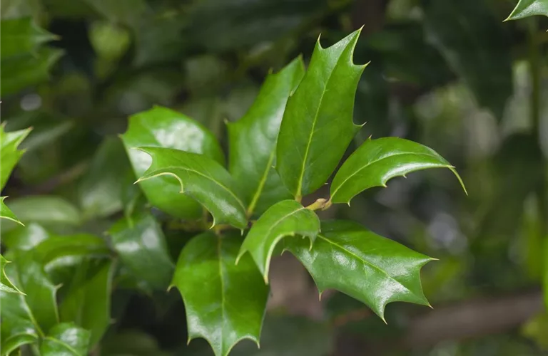 Ilex 'Nellie R.Stevens'