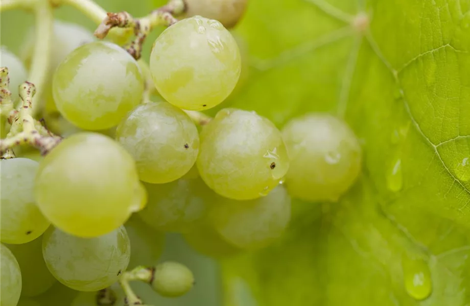 Warum Wein eigentlich aus Beeren gemacht wird