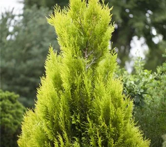 Thuja plicata ' 4ever Goldy' -R- -S-