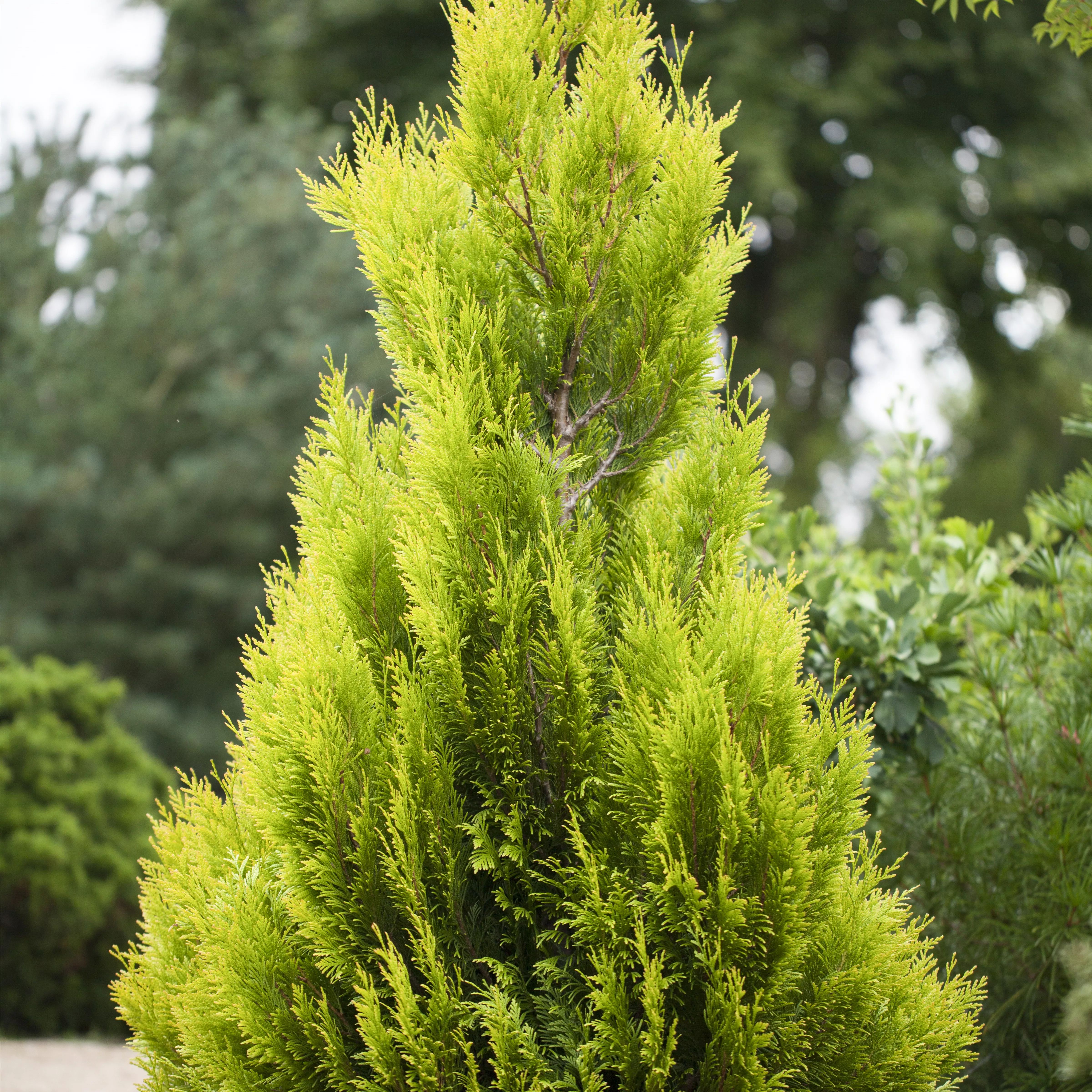 Thuja plicata ' 4ever Goldy' -R- -S-