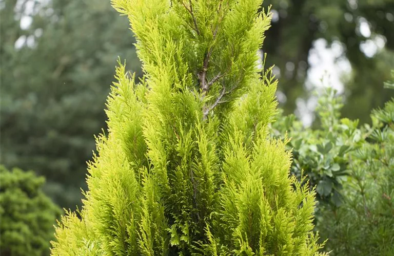 Thuja plicata ' 4ever Goldy' -R- -S-