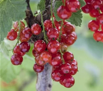 Ribes rubrum 'Jonkheer van Tets' CAC I