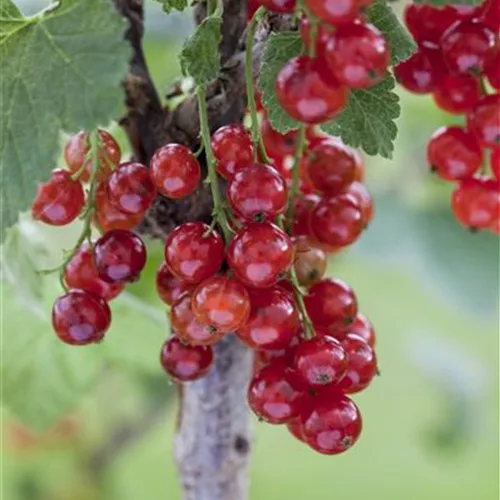 Ribes rubrum 'Jonkheer van Tets' CAC I