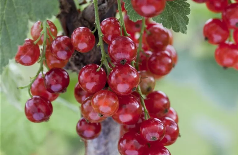 Ribes rubrum 'Jonkheer van Tets' CAC I