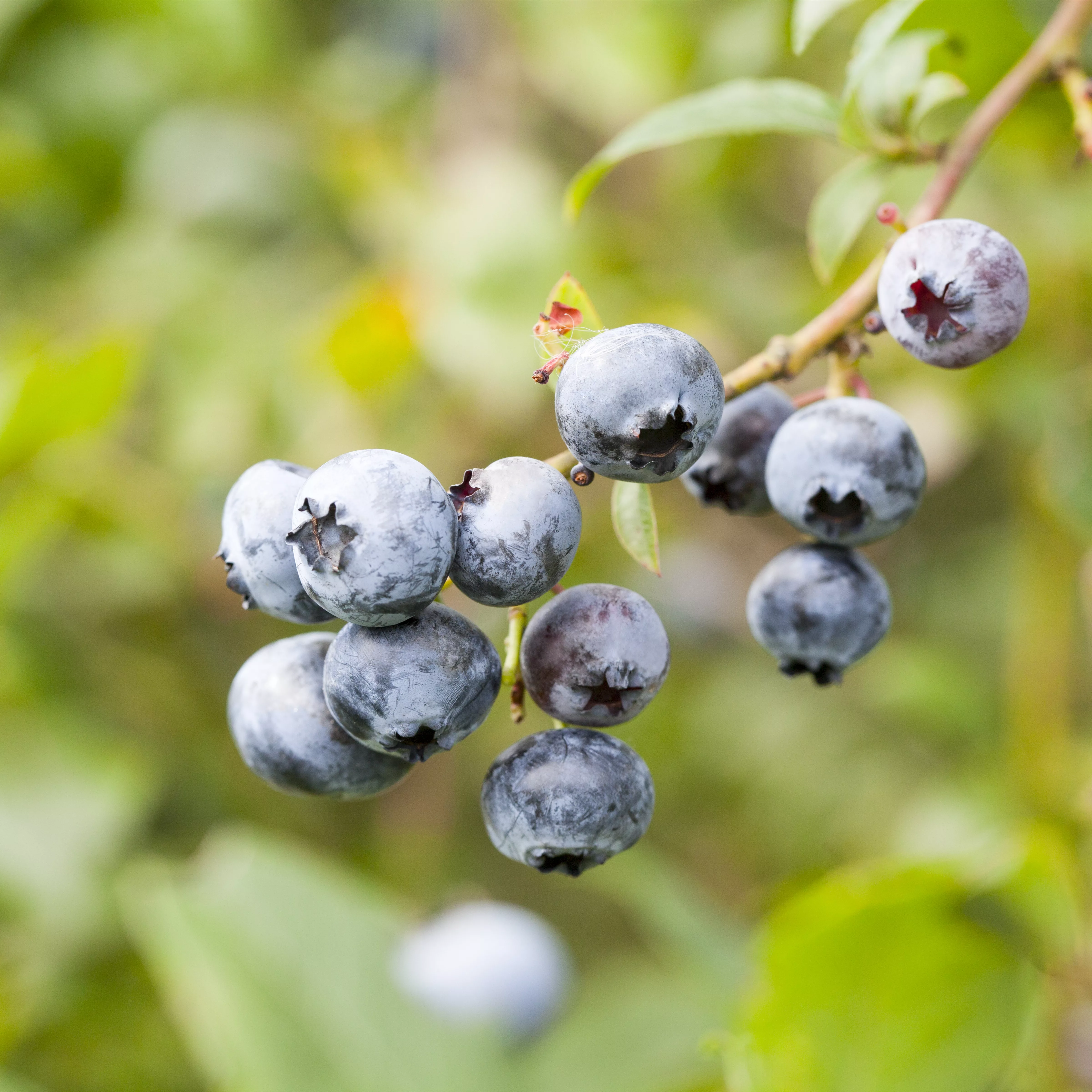 Vaccinium corymb.'Brigitta' CAC