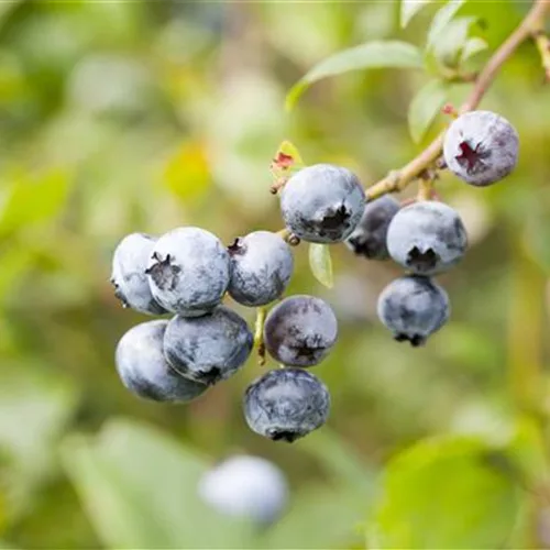 Vaccinium corymb.'Brigitta' CAC