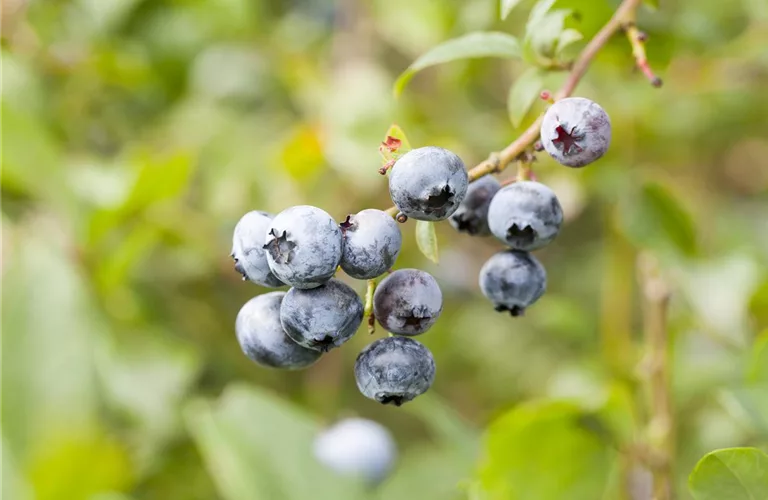 Vaccinium corymb.'Brigitta' CAC