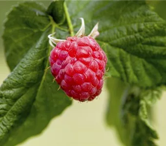 Rubus id.'Lucky Berry'