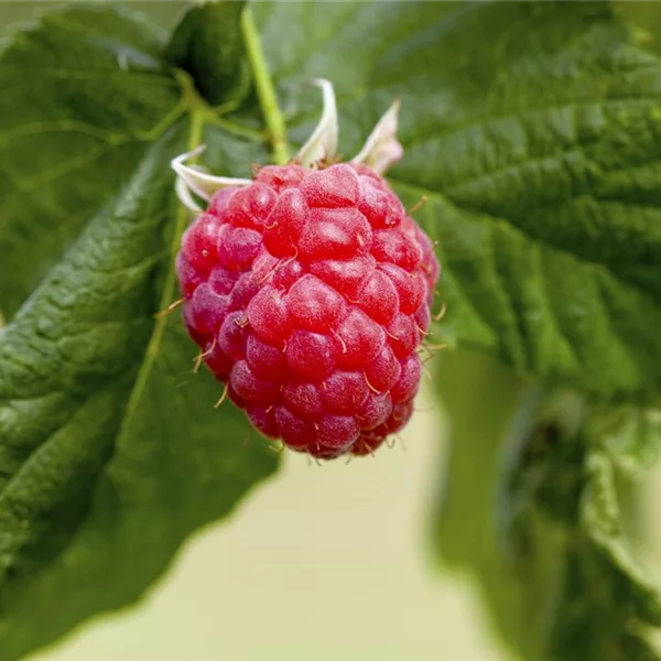 Rubus id.'Lucky Berry'