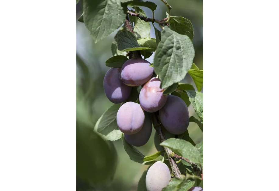 Zwetsche 'Wangenheimer Frühzwetsche'