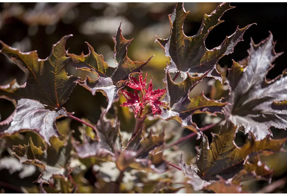 Roter Spitzahorn 'Faassen's Black'