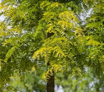 Gleditsia triacanthos 'Sunburst'