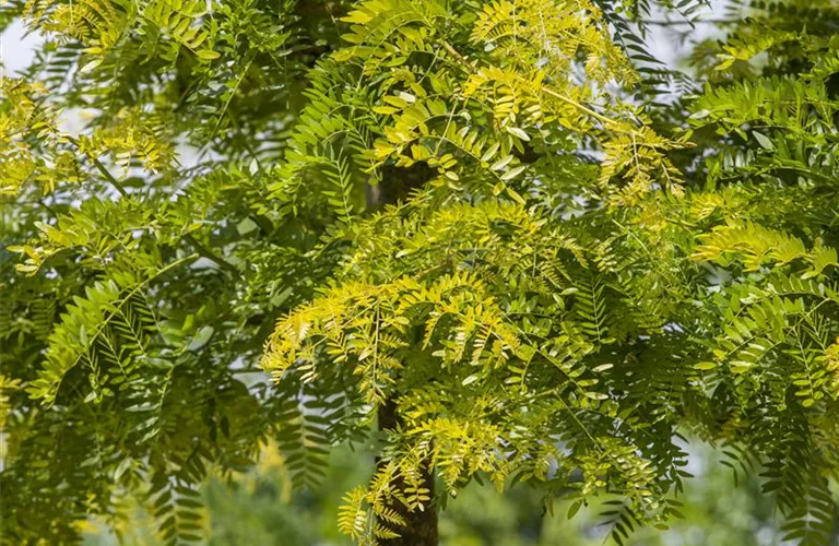 Gleditsia triacanthos 'Sunburst'