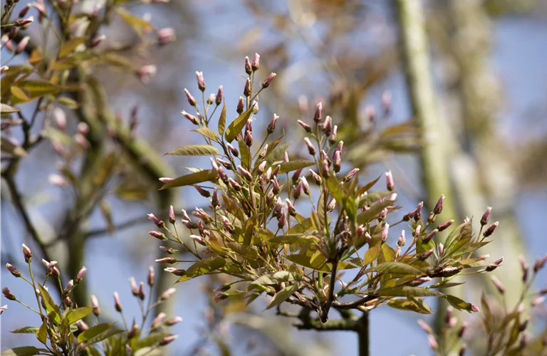 Amelanchier arborea 'Robin Hill'