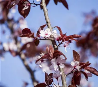 Prunus cerasifera 'Nigra'