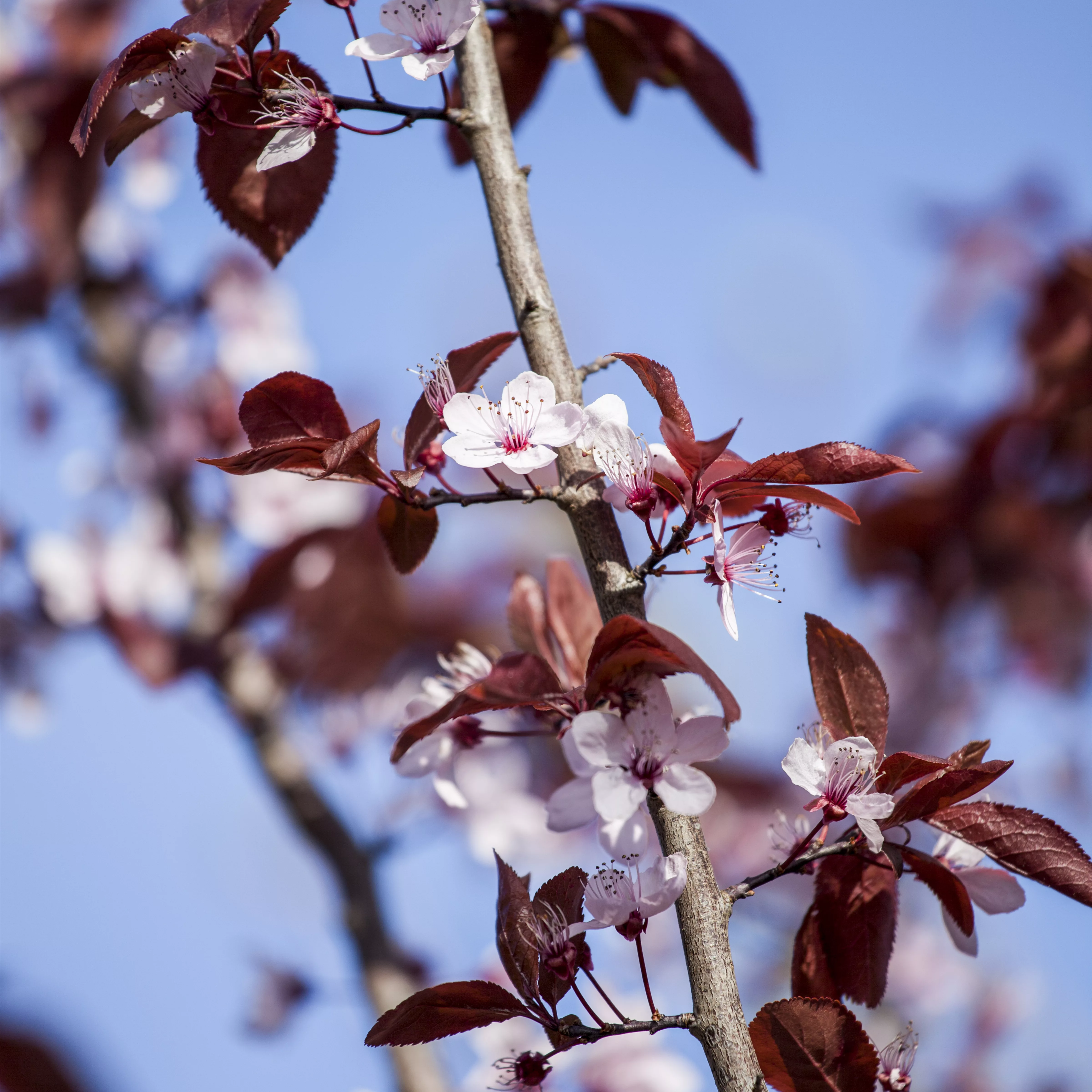 Prunus cerasifera 'Nigra'