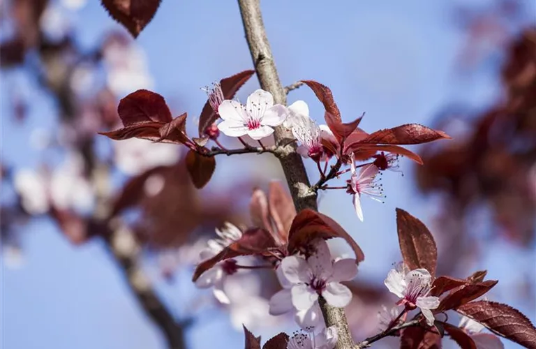 Prunus cerasifera 'Nigra'