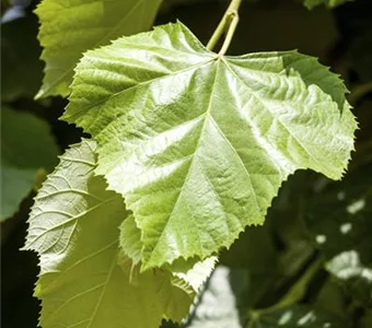 Tilia cordata 'Greenspire'