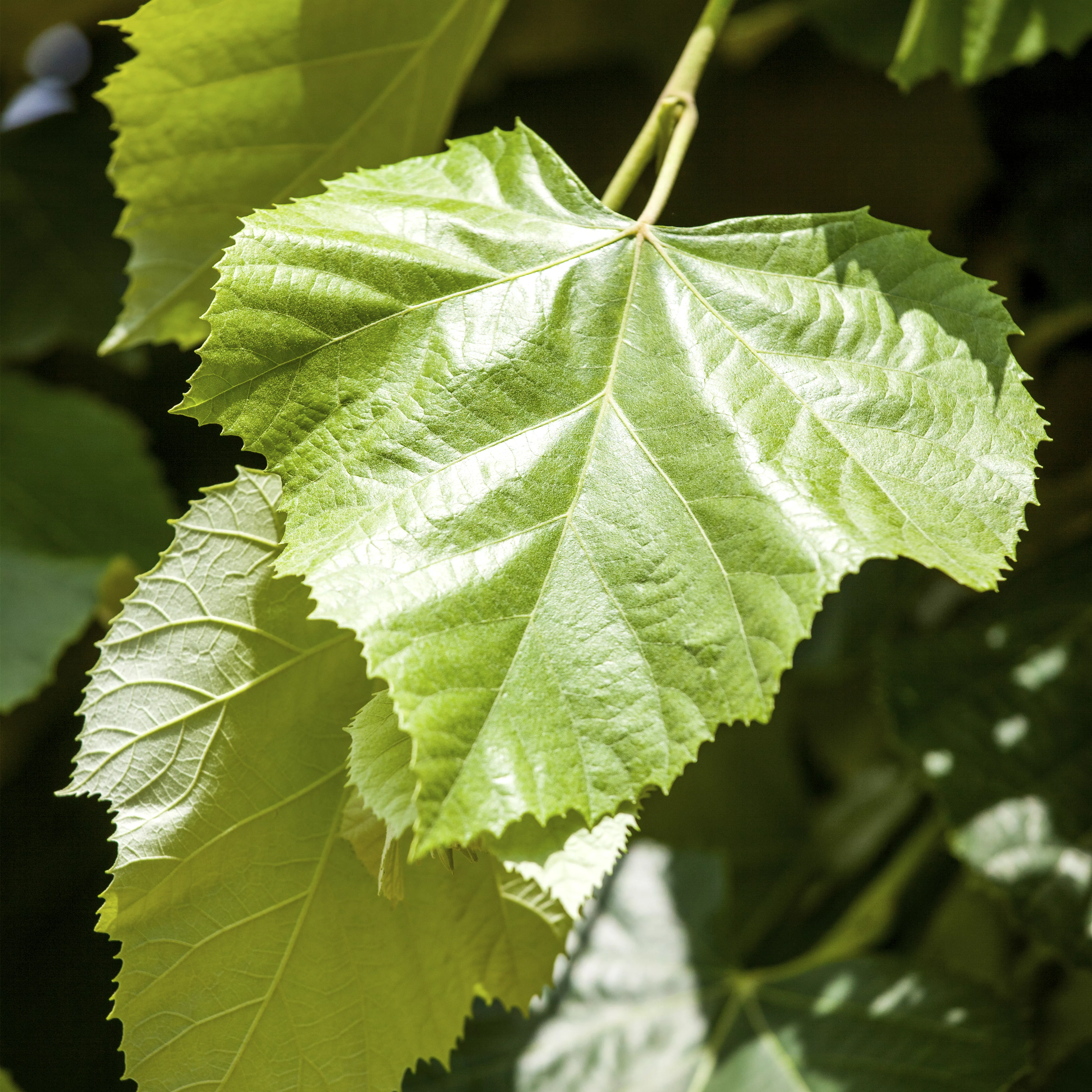 Tilia cordata 'Greenspire'