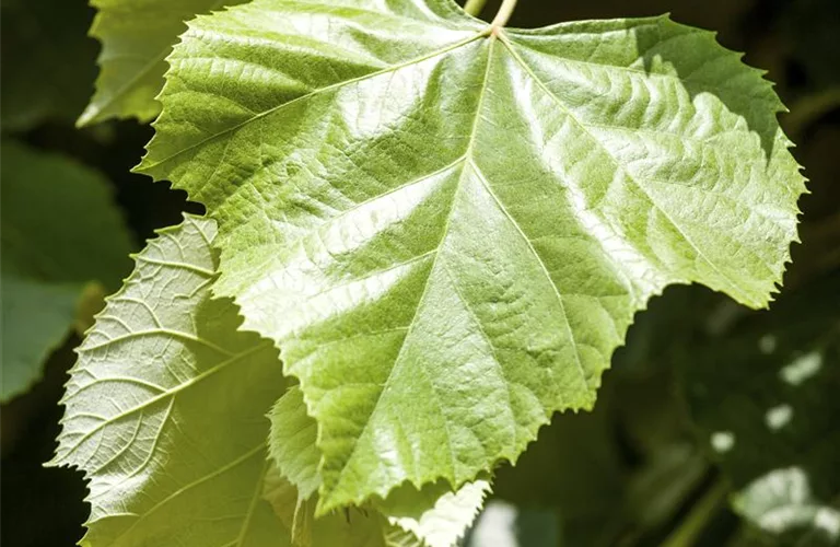 Tilia cordata 'Greenspire'