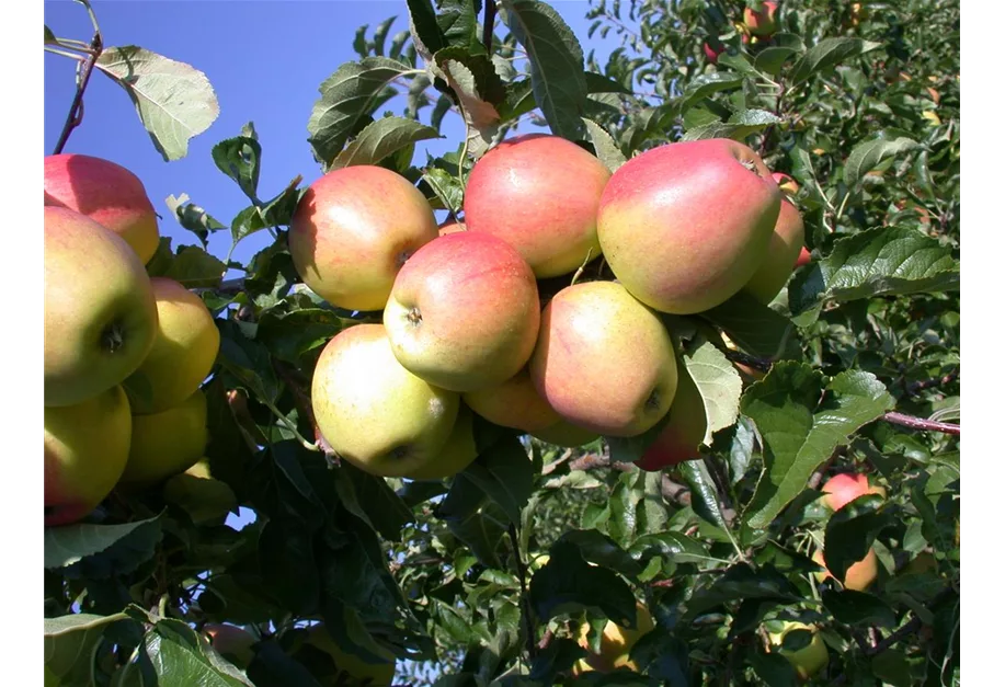 Apfel 'Finkenwerder Herbstprinz' spät