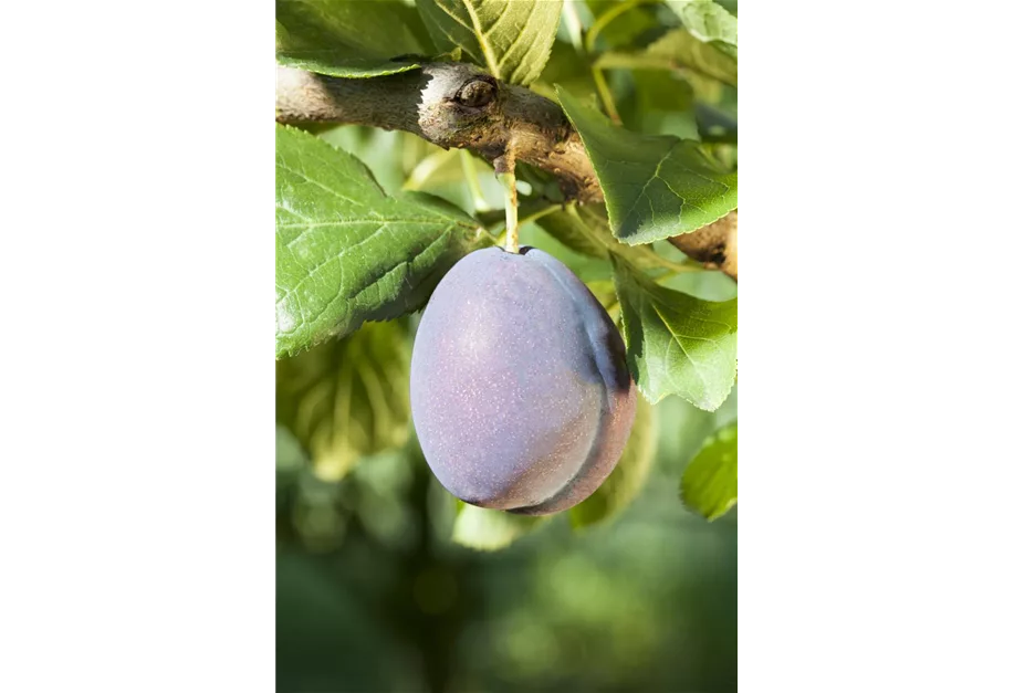 Zwetsche 'Bühler Frühzwetsche' mittelfrüh