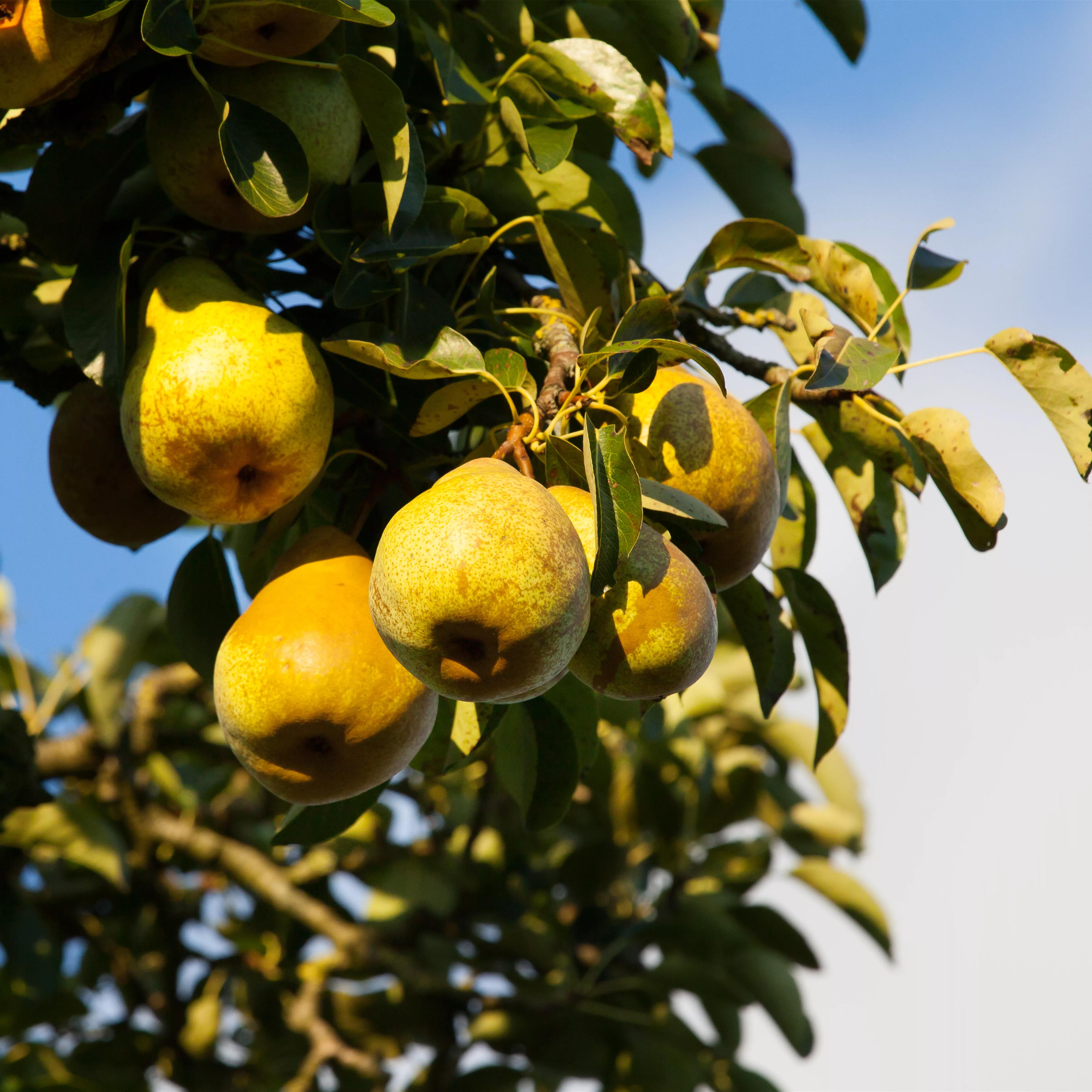 Pyrus com.'Gellerts Butterbirne' CAC