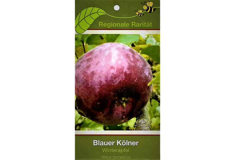 Apfel 'Blauer Kölner'