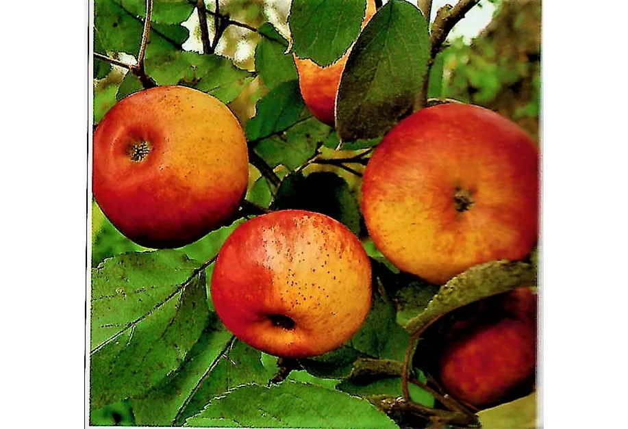 Apfel 'Jakob Fischer' mittel