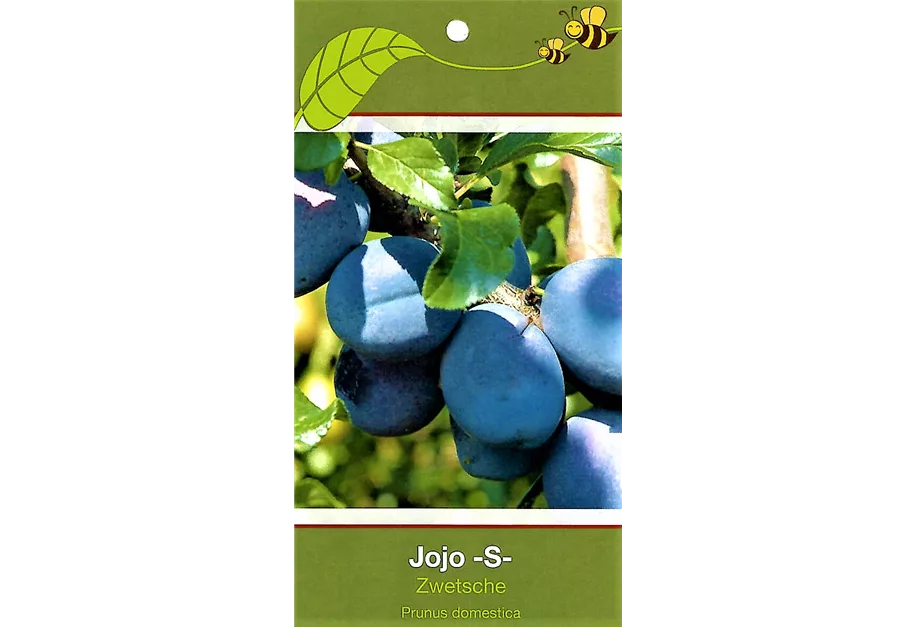 Zwetsche 'Jojo' -S-